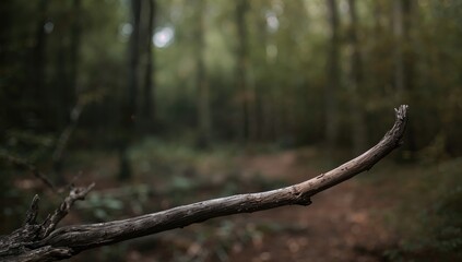 Close-up of tree branches with sparse leaves, serving as a background for editorial headers or content layout