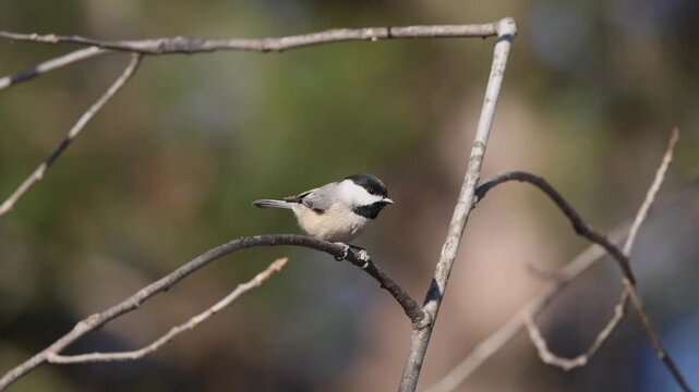 Carolina chickadee perched on bare limb eating seed clutched between feet. 