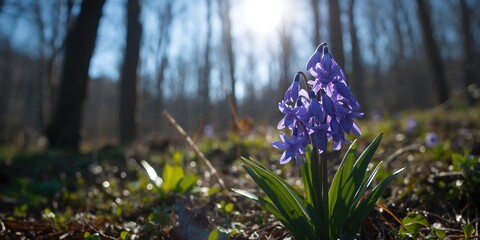 Bright sunny day reveals purple blue siberian squill in early spring bloom, natural growth