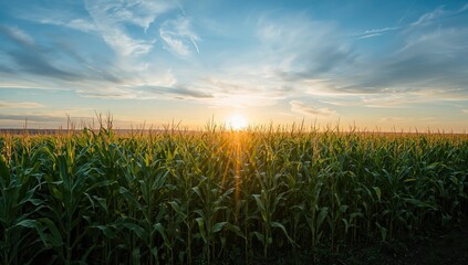 Corn field at dawn, serving as a background for rural landscape design
