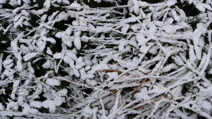 Snow-covered branches of vegetation in wet fresh white snow as a textured natural background, plant abstraction of parts of different garden plants under a blanket of snow