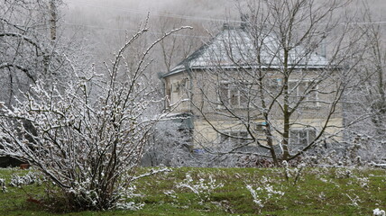 A green lawn in a backyard or garden with bushes and grass dusted with fresh snow, against the backdrop of residential buildings in the distance, in the foggy cold air