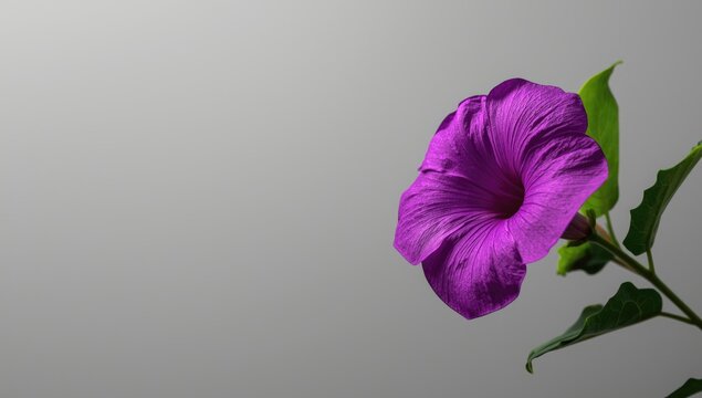 Violet Allamanda flowers in bloom on neutral gray backdrop, ideal for nature-themed layouts or editorial headers