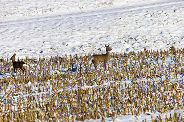 Two deer stand in a snow-covered field with dry corn stalks in winter