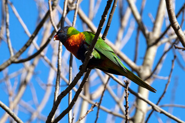Rainbow Lorikeet (Trichoglossus moluccanus)