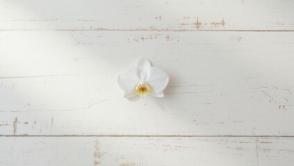 White orchid placed on a wooden tabletop, serving as a floral accent in home decor, top-down perspective, no holiday