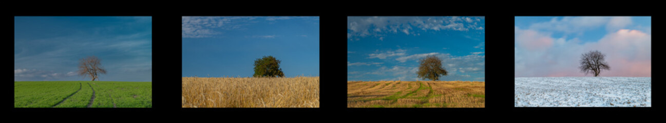 Collage with alone tree in fileld with different season in one year