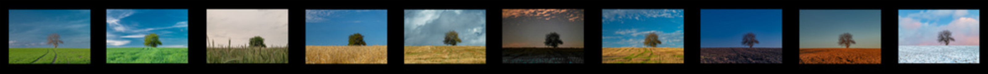 Collage with alone tree in fileld with different season in one year