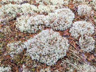 White moss spreads across the ground. A large mass of sprawling bushes carpets the surface. An...
