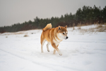 Shiba Inu dog running through snow with forest background during snowfall