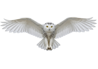 majestic hyper-photorealistic female snowy owl in high-speed action, wings spread, diving fiercely toward the viewer on a transparent studio background. concept of wild predatory power