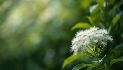 Detailed view of seed heads with delicate, feather-like structures in a natural environment, highlighting plant features
