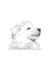 Head of a white Swiss Shepherd puppy
