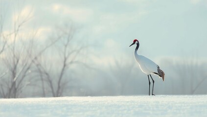Obraz premium Japanese crane perched on snow in a natural habitat, highlighting winter wildlife behavior, World Wildlife Day