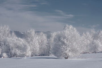 snow covered trees