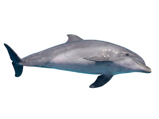 Dolphin bottom side Swimming © Edward.S