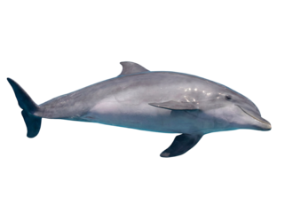 Dolphin bottom side Swimming