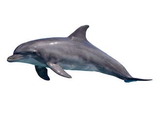 bottlenose Dolphin Swimming © Edward.S