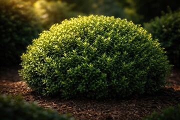 Cultivated green velvet boxwood shrub with vibrant healthy foliage
