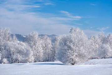 snow covered trees