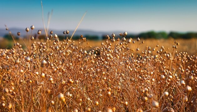 Capsules Of Dry Flax Seeds On A Field Ripe Dry Flax Linum Plants Before Harvesting