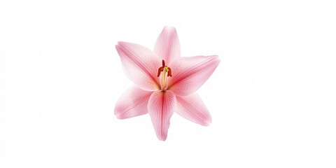 Single pink lily blossom on plain white backdrop, ideal for decorative layouts