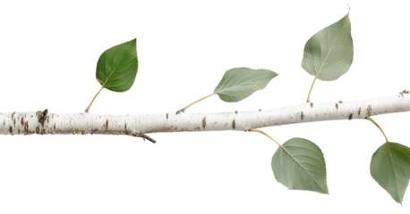 A branch with triangular leaves is cut out and placed on a white background. This branch can be used for various design needs and creative projects. It shows natural elements in a simple form