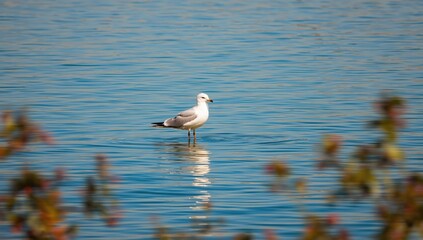 Yellow-footed Gull standing in Salton Sea water, summer, avian habitat, white feathers, blue sky, animal habitat