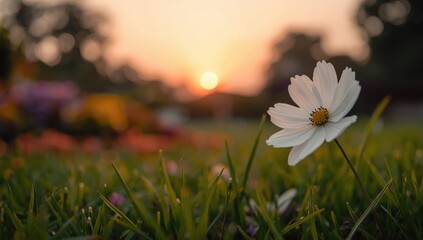 White cosmos flower in bloom in a garden setting, suitable for nature-themed layout backdrops
