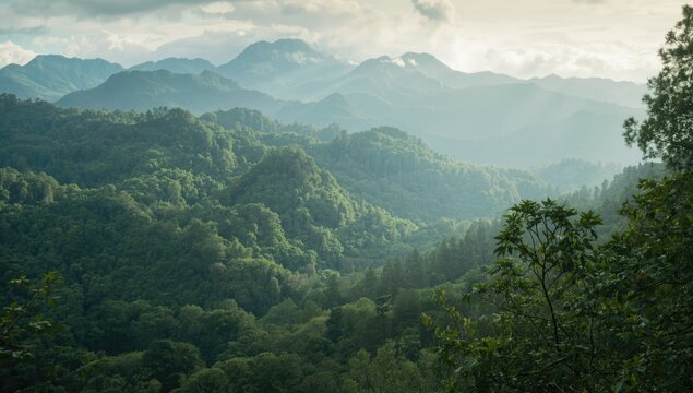 Lush jungle terrain in the Sierra de la Oza, highlighting seasonal changes in vegetation
