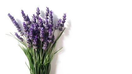 Fototapeta premium Single lavender blossom against a neutral backdrop, ideal for botanical illustrations