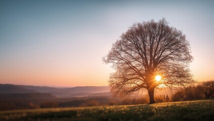 Sunset branches with warm light, suitable for text overlay in layout designs