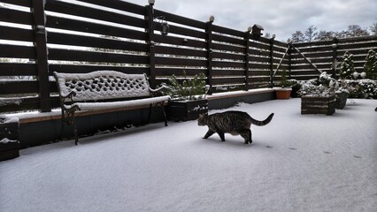 Kot na śniegu  © WalDec