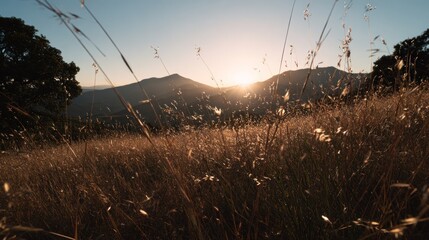 Golden hour sun streams over dry grasses atop a hill overlooking distant mountains