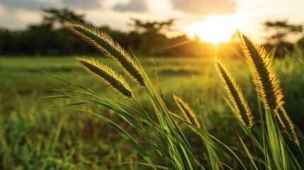 Silhouetted grain heads catch brilliant golden sunlight above a lush green field at sunset