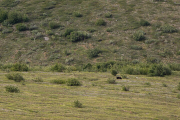 Grizzly bear in a field on a summer day near the Richardson Highway in interior Alaska.