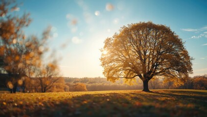 Oak tree with yellow leaves in an autumn landscape, ideal for nature-themed backgrounds
