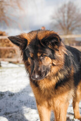 German Shepherd looking down in snowy yard