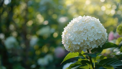 Large white hydrangea bush with pink tips showcasing vibrant spring garden growth