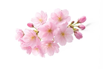Obraz premium Isolated fresh pink cherry flowers contrasted by a smooth white background