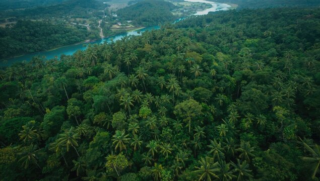 Drone view of Borneos Sabah rainforest highlighting seasonal foliage changes