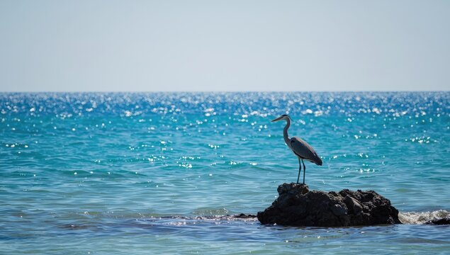 Seaside heron perched on a rock against a vivid blue sky, highlighting coastal wildlife
