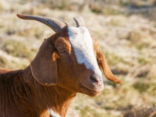 ypischer Kopf einer Burenziege, (Capra aegagrus hircus) wei&szlig;es Fell, rotbrauner Kopf und Hals, wei&szlig;e Schnauze, h&auml;ngende Ohren und nach hinten gebogene H&ouml;rner