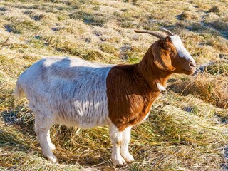(Capra aegagrus hircus) Eine h&uuml;bsche zweifarbige Burenziege mit braunem Kopf, wei&szlig;er Schnauze und  Fell. H&ouml;rner r&uuml;ckw&auml;rts, gro&szlig;e und lange h&auml;ngende Ohren