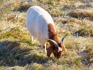 Eine Burenziege (Capra aegagrus hircus)  mit sch&ouml;nem braun-wei&szlig;em Fell und h&auml;ngenden Ohren grast auf einer Wiese