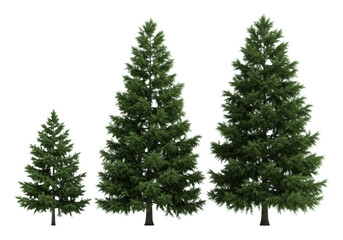 Obraz premium three pristine, symmetrical emerald fir trees (small, medium, large) detailed with sharp needles, isolated on a bright white studio background, high key light concept for commercial forest element