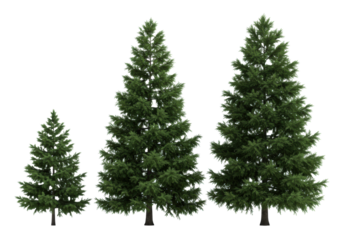 three pristine, symmetrical emerald fir trees (small, medium, large) detailed with sharp needles, isolated on a bright white studio background, high key light concept for commercial forest element
