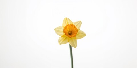 Close-up of vibrant yellow and orange daffodil highlighting petal details for floral design, macro photography, National Gardening Week