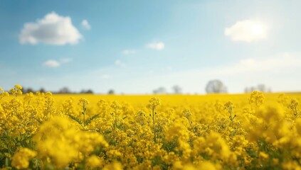 Obraz premium Yellow floral landscape with textured background suited for nature-themed layouts during spring and summer