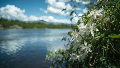 A cluster of white clematis blooms along a river shoreline, illustrating flowering plant in a natural setting